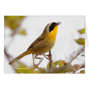 Cartão Belo Yellowthroat Warblbird