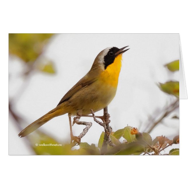 Cartão Belo Yellowthroat Warblbird (Frente Horizontal)
