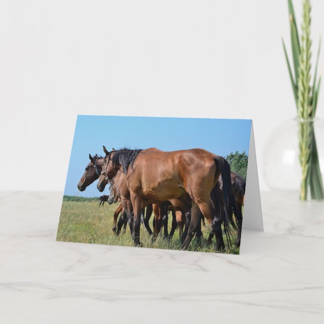 Cartão Belos Cavalos de Baía (Frente)