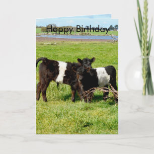 Cartão Belted Galloway Baby Calves, Birthday