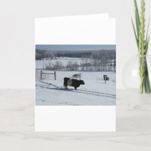 Cartão Belted Galloway Cow in a Snowy Landscape