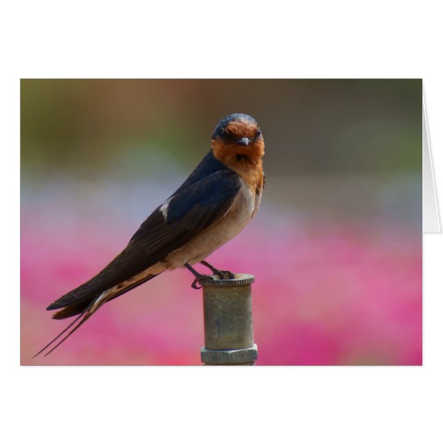 Cartão Bem-vindo ao Swallow (Frente Horizontal)