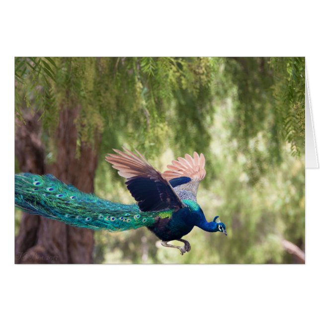 Cartão Benevolência (Frente Horizontal)