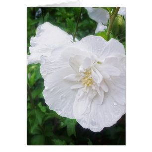 Cartão Benevolência branca do hibiscus 2