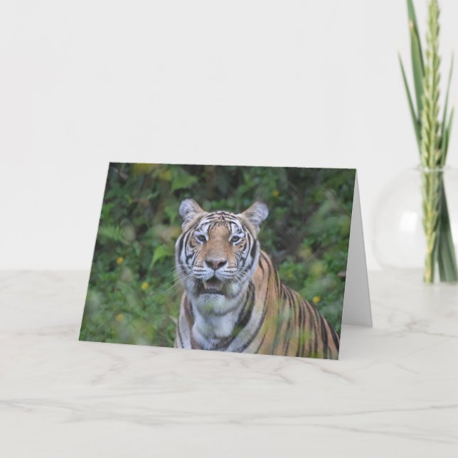 Cartão Bengal Tiger (Frente)