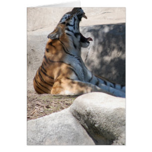 Cartão Bengal Tiger Love