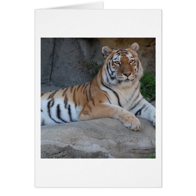 Cartão Bengal Tigers (Frente)