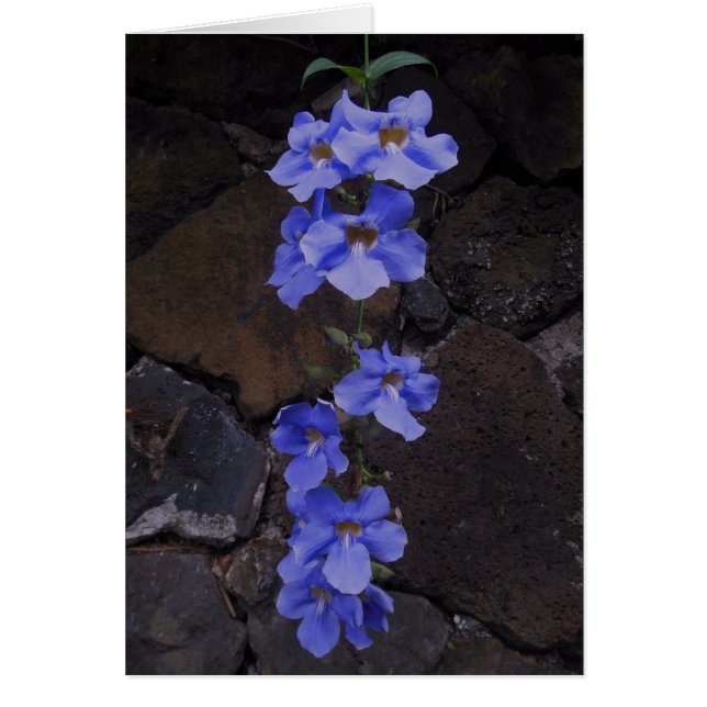 Cartão Bengala Trumpet Vine (Frente)