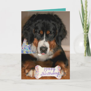 Cartão Bernarês Mountain Dog Birthday
