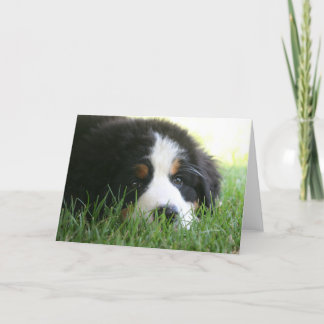 Cartão Bernese Puppy