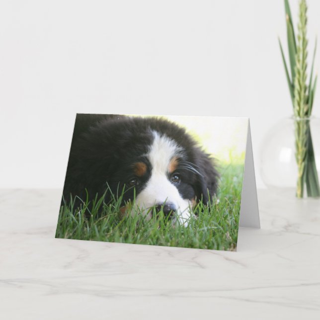 Cartão Bernese Puppy (Frente)
