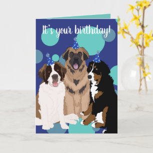 Cartão Bernese, Santo Bernard, Leonberger Birthday