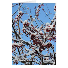 Cartão "Berries de inverno"