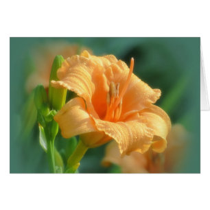 Cartão Bertie Blooms - Daylily