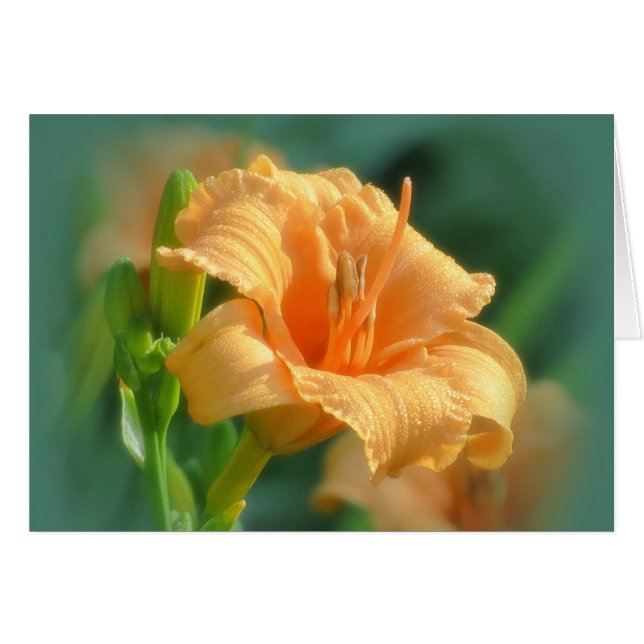 Cartão Bertie Blooms - Daylily (Frente Horizontal)