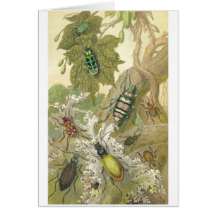 Cartão Besouros britânicos