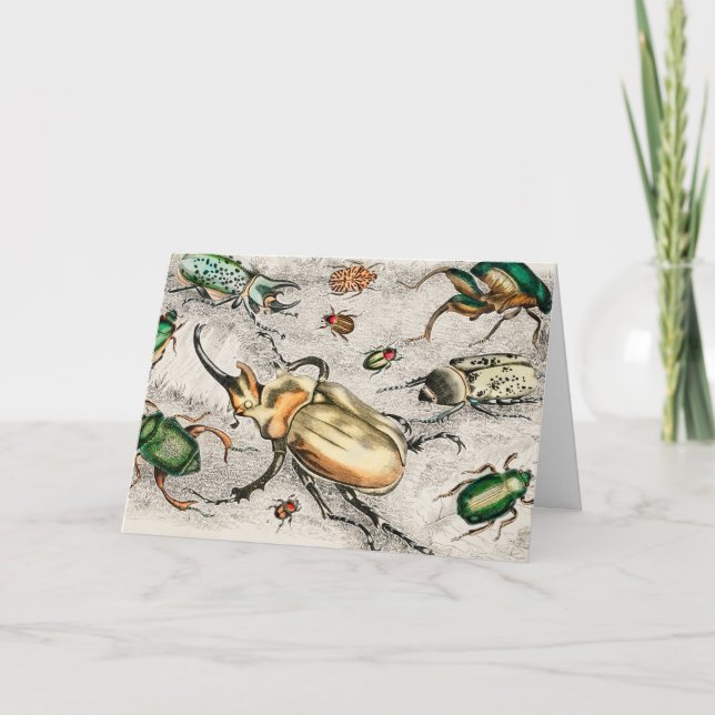 Cartão Besouros Insetos Bugs (Frente)