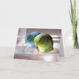Cartão Best Friends Forever Parrotlet Birds Greeting Card