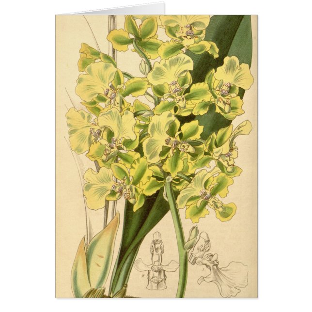 Cartão Bicallosum de Trichocentrum (como o bicallosum de (Frente)