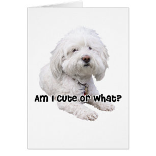 Cartão Bichon Frise Dog