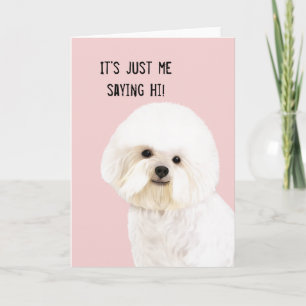 Cartão Bichon Frise Illustrated Greeting Card