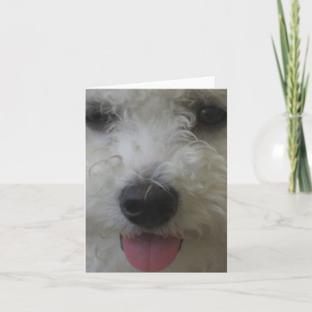 Cartão Bichon Frise - Notecard (Frente)