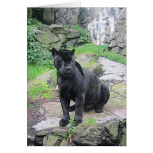 Cartão Big Black Jaguar Cat em Sentado no Rock