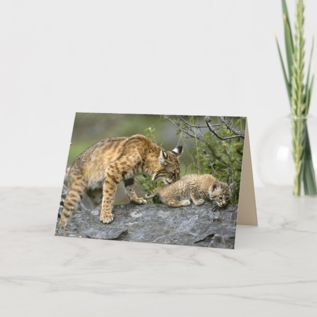 Cartão Big Cats Set - 9 (Frente)