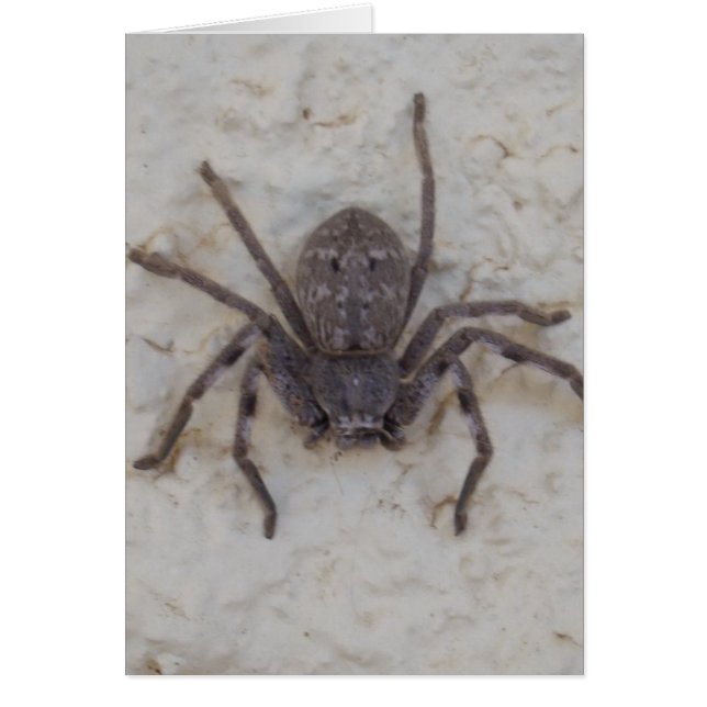 Cartão Big Female Huntsman Spider (Frente)