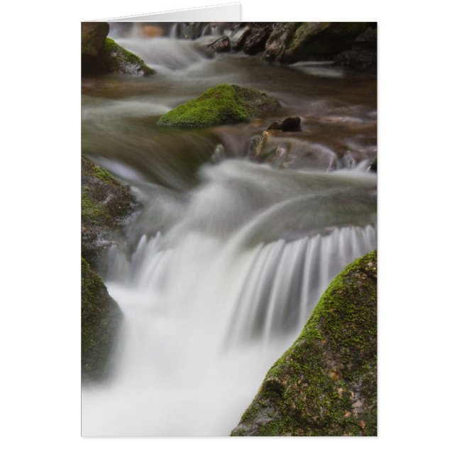 Cartão Big Laurel Branch (Frente)