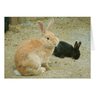 Cartão Big Red Bunny