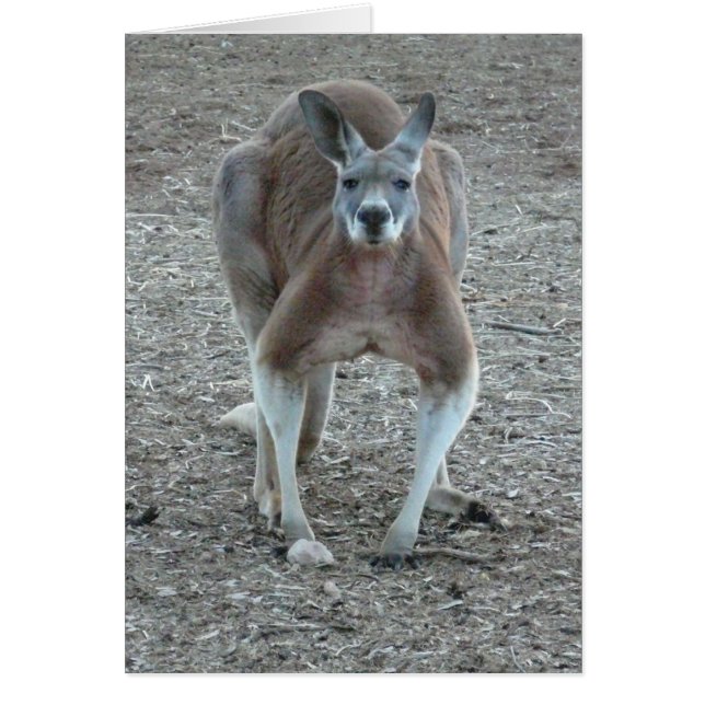 Cartão Big Red Roo (Frente)