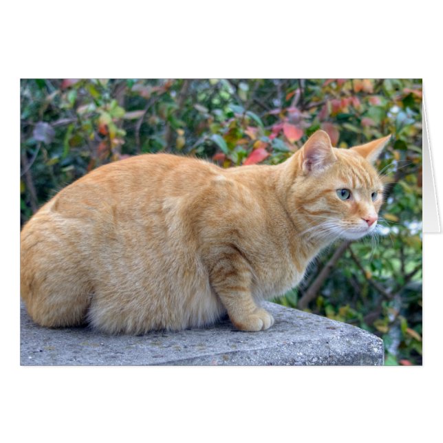 Cartão Big Red Tabby (Frente Horizontal)