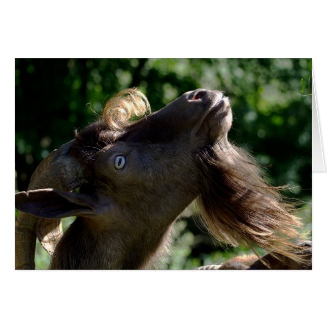 Cartão Billy Goat (Frente Horizontal)