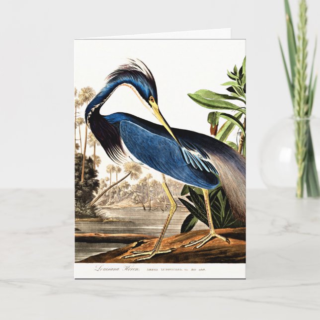 Cartão Bird - Luisiana Heron de John James Audubon (Frente)