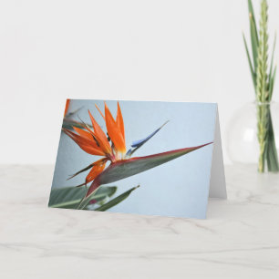 Cartão Bird of Paradise Card