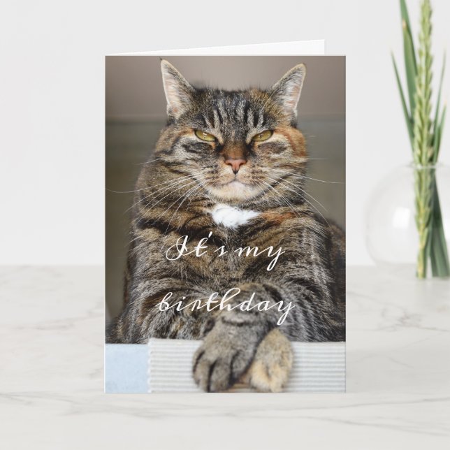 Cartão Birday Cat Funny Tabby Grumpy Green Eyes Squint (Frente)