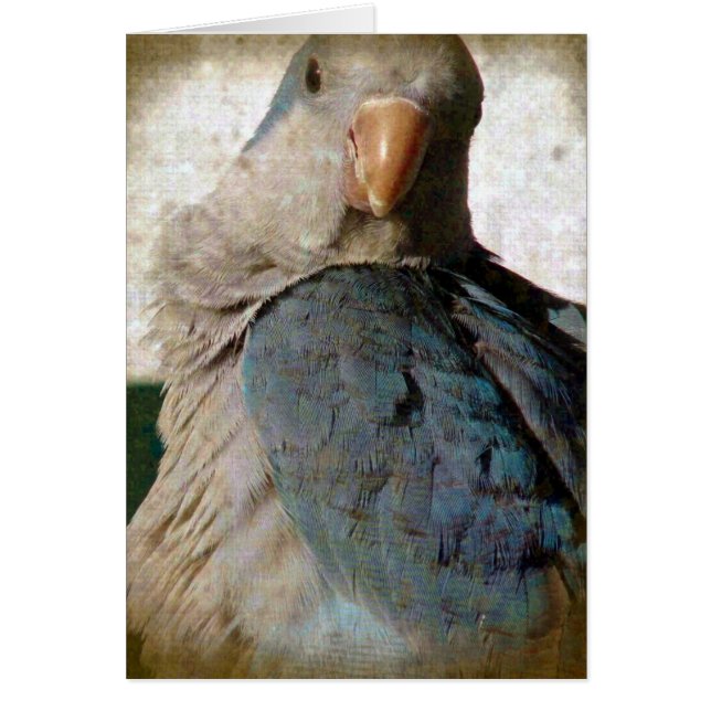 Cartão Birdie (Frente)