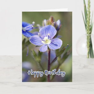 Cartão Birthday Card - Corn speedwell - Veronica arvensis