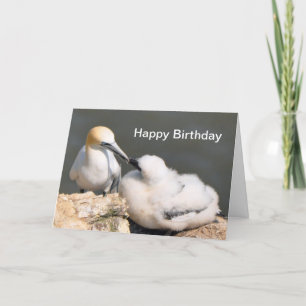 Cartão Birthday Card: Gannet and Chick