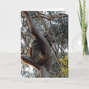 Cartão Birthday Card - Sleeping Koala