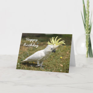 Cartão Birthday card Sulphur Crested cockatoo parrot