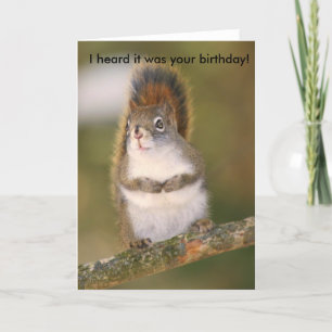 Cartão Birthday Greeting Card - Squirrel