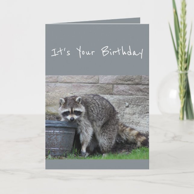 Cartão Birthday Raccoon Balde de Diversão de Humor Card (Frente)
