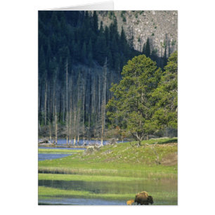 Cartão Bisão com bezerro no Parque Nacional de Yellowston