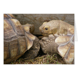 Cartão Bisbolhetices velhas