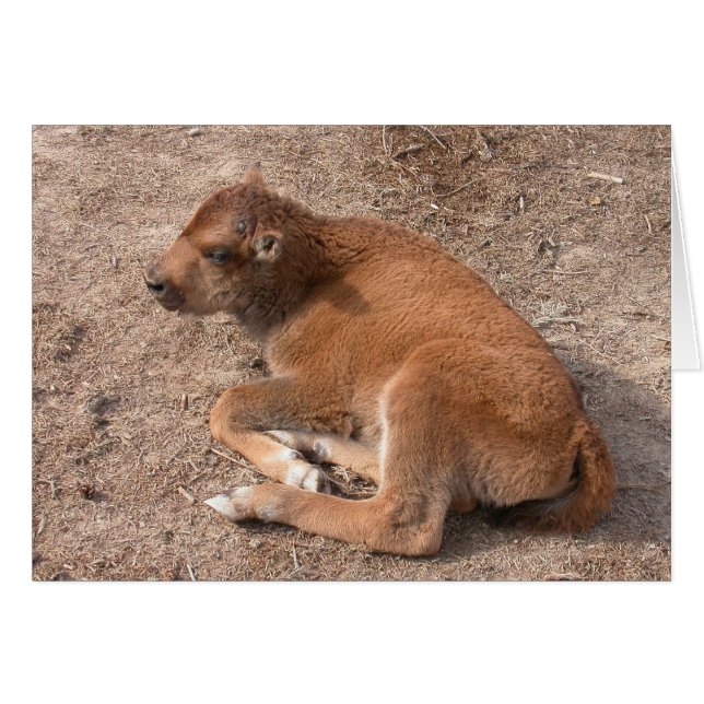 Cartão Bison Calf (Frente Horizontal)