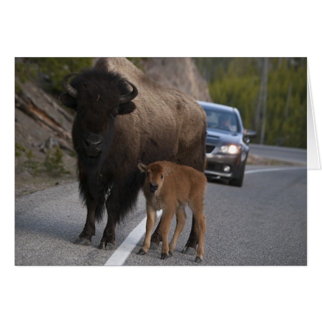 Cartão Bison Roadblock - Placa (Frente Horizontal)