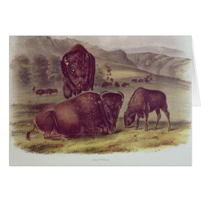 Cartão Bisonte americano ou búfalo (Frente Horizontal)
