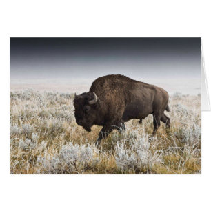 Cartão Bisonte americano ou búfalo